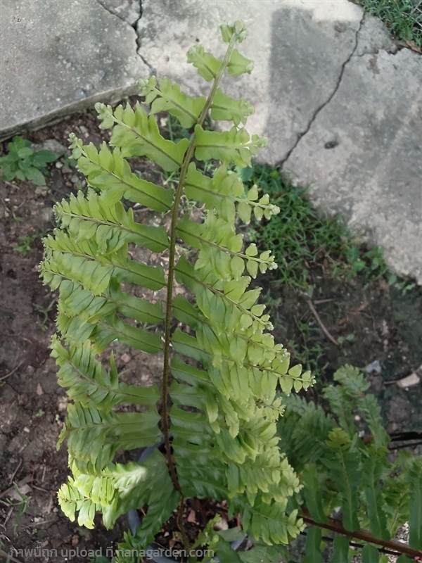 ต้นเฟริน์หายาก fern  | ไฮเดรนเยียที่รัก -  นนทบุรี