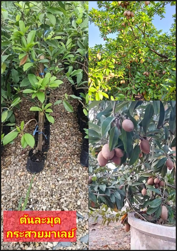 ต้นละมุดกระสวยมาเลย์ ต้นละมุด | Shopping by lewat - เมืองมหาสารคาม มหาสารคาม