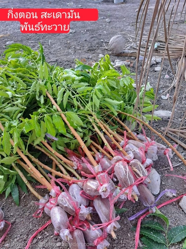 กิ่งตอน สะเดามัน พันธ์ทะวาย ต้นสะเดา มันทะวาย | Shopping by lewat - เมืองมหาสารคาม มหาสารคาม