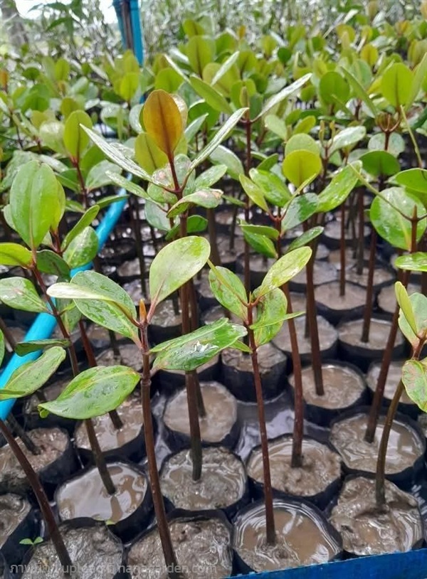 โปรงแดง | กล้าไม้ชายเลนคุ้งตำหนัก - บ้านแหลม เพชรบุรี