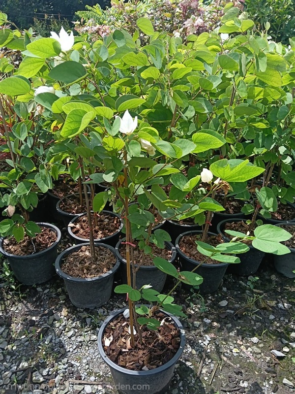 กาหลง กระถาง 11 นิ้ว ไม้มงคลต้นสวย (กทม)  | Kiattisak Pailay - บางกอกน้อย กรุงเทพมหานคร