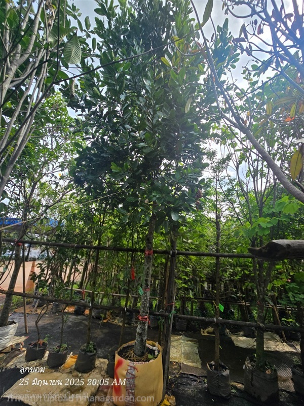 กระทิง6" | สวนป้านิตย์ ปราจีนบุรี - เมืองปราจีนบุรี ปราจีนบุรี