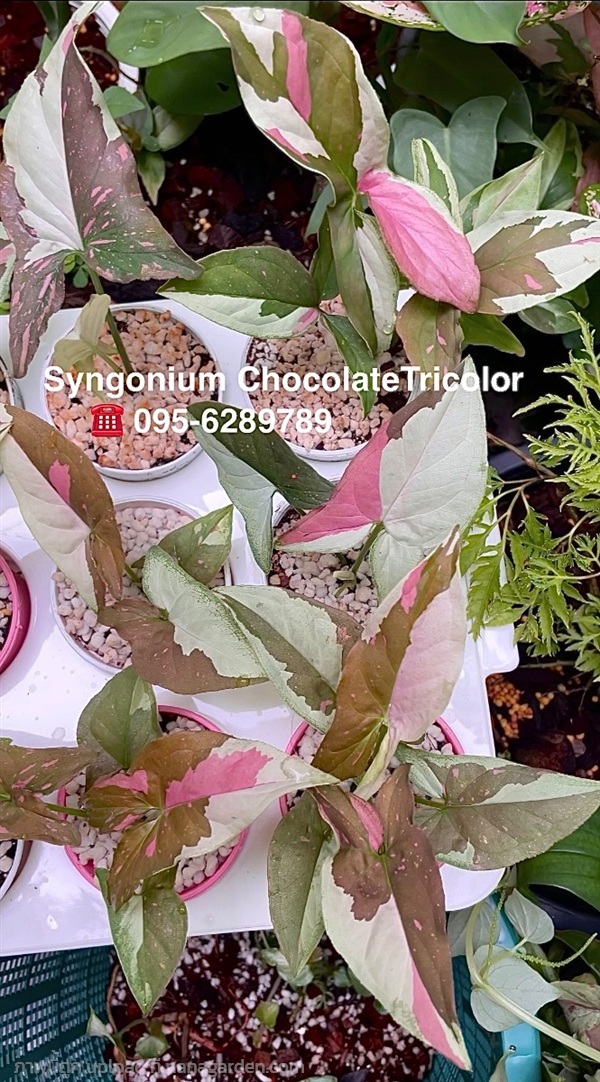 เงินไหลมาด่างช้อกโกแลต SyngoniumChocolateTricolor  | หวายชมพู - สวนหลวง กรุงเทพมหานคร