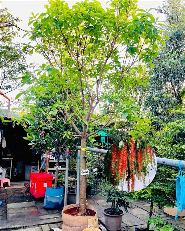 ต้นจิกน้ำ | เดือนพันธุ์ไม้มงคล - บางใหญ่ นนทบุรี