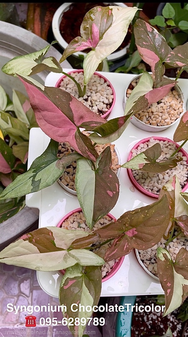 เงินไหลมา ด่างช้อกโกแลต SyngoniumChocolateTricolor | หวายชมพู - สวนหลวง กรุงเทพมหานคร
