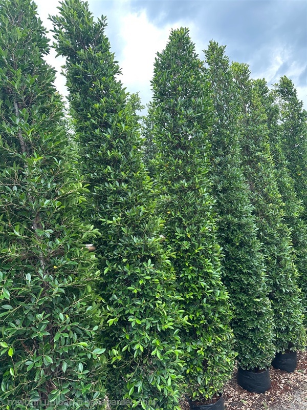 ไทรเกาหลี 2เมตร 2.5เมตร 3เมตร | ฟานด้า การ์เด้น - บางเลน นครปฐม