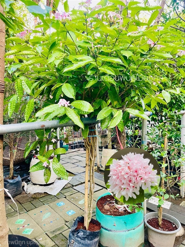 ต้นพุดพวงดวงใจ | เดือนพันธุ์ไม้มงคล - บางใหญ่ นนทบุรี