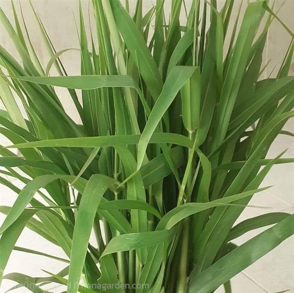 หญ้าขน ปลอดสารพิษ | สวนยุพิน บางเลน นครปฐม - บางเลน นครปฐม