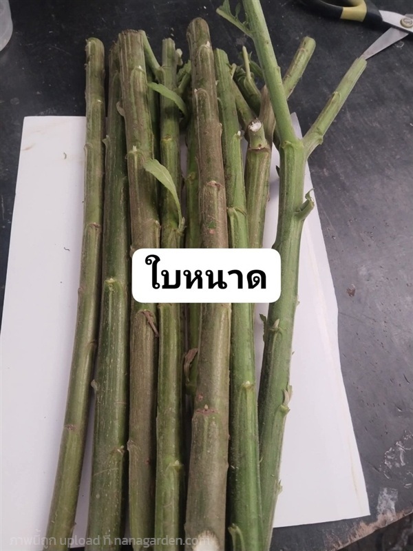 ใบหนาด ขายกิ่งปักชำ 1 ชุด 10 กิ่ง 100 บาท | เมล็ดพันธุ์ดี เกษตรวิถีไทย - เมืองระยอง ระยอง