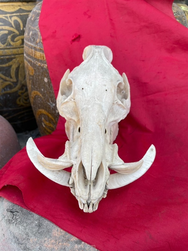 หัวหมูป่า กะโหลกหมูป่า หัวกะโหลกหมูป่า | ร้านวังโบราณ - บางบัวทอง นนทบุรี