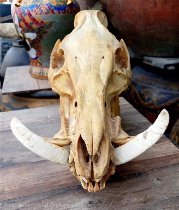 หัวหมูป่า หัวกะโหลกหมูป่า กะโหลกหมูป่า | ร้านวังโบราณ - บางบัวทอง นนทบุรี