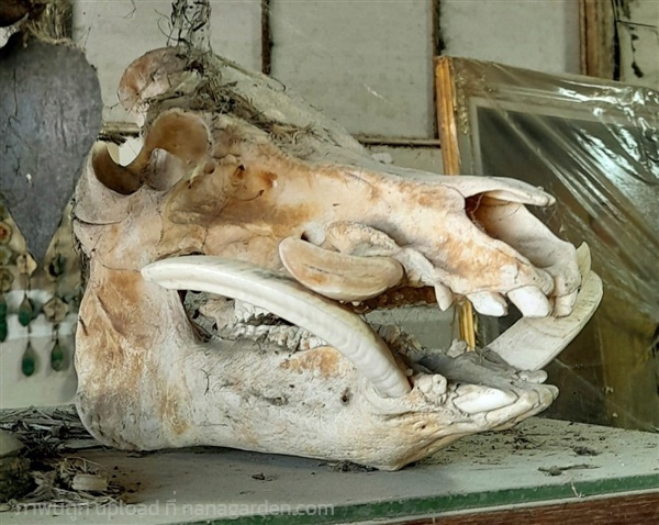 หัวกะโหลกหมูป่า หัวหมูป่า กะโหลกหมูป่า | ร้านวังโบราณ - บางบัวทอง นนทบุรี