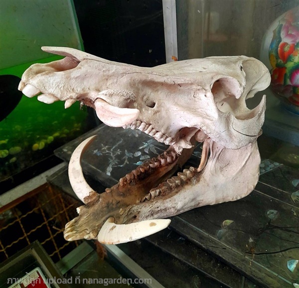 หัวกะโหลกหมูป่า กะโหลกหมูป่า หัวหมูป่า | ร้านวังโบราณ - บางบัวทอง นนทบุรี