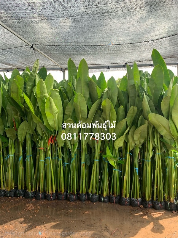 ต้นลอลินน่า | สวนไผ่เลี้ยง - เมืองปราจีนบุรี ปราจีนบุรี