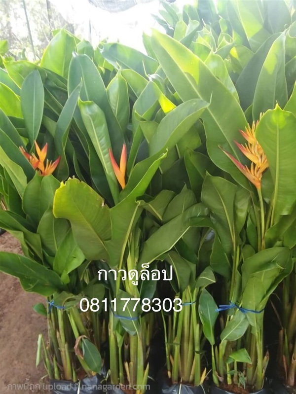 ต้นกาวลูล๊อป | สวนไผ่เลี้ยง - เมืองปราจีนบุรี ปราจีนบุรี