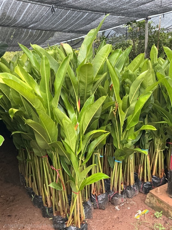 ต้นกาวลูล๊อป | สวนไผ่เลี้ยง - เมืองปราจีนบุรี ปราจีนบุรี