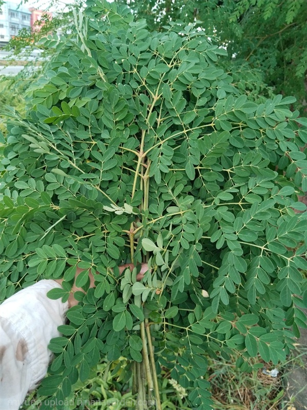 ใบมะรุมสด | เมล็ดพันธุ์ดี เกษตรวิถีไทย - เมืองระยอง ระยอง