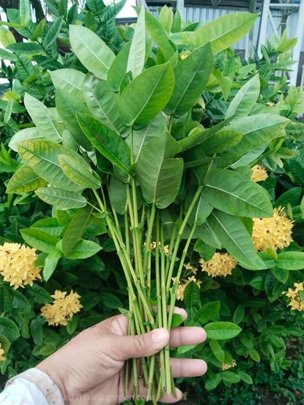 เข็มเหลือง เข็มอินเดีย ขายกิ่งปักชำ | เมล็ดพันธุ์ดี เกษตรวิถีไทย - เมืองระยอง ระยอง