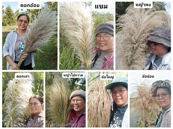 อ้อ อ้อย เลา แขม หญ้าพง หญ้าไม้กวาด  | เมล็ดพันธุ์ดี เกษตรวิถีไทย - เมืองระยอง ระยอง