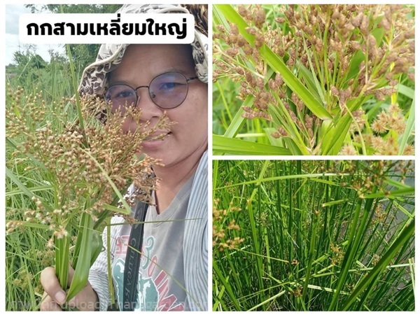 กกสามเหลี่ยมใหญ่ ฝือนา ขายต้นพันธุ์ | เมล็ดพันธุ์ดี เกษตรวิถีไทย - เมืองระยอง ระยอง