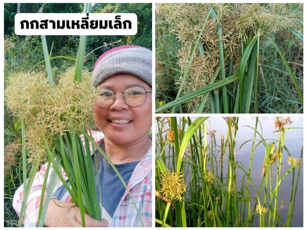 กกสามเหลี่ยมเล็ก หญ้าตะกรับ ขายต้นพันธุ์ | เมล็ดพันธุ์ดี เกษตรวิถีไทย - เมืองระยอง ระยอง