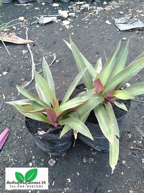 ว่านกาบหอย ว่านกาบม่วง กาบหอยแครง | สัมพันธุ์พันธุ์ไม้ คลอง 14 - ธัญบุรี ปทุมธานี