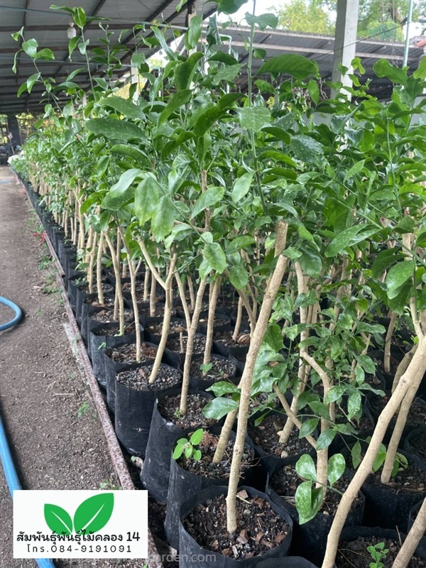 ผักหวานป่า ต้นผักหวานป่า | สัมพันธุ์พันธุ์ไม้ คลอง 14 - ธัญบุรี ปทุมธานี