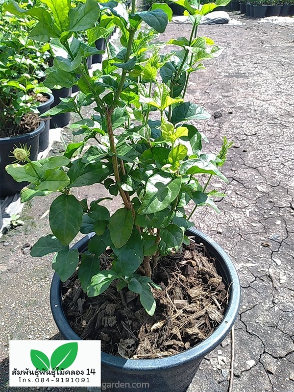 มะลิซ้อน ต้นมะลิซ้อน | สัมพันธุ์พันธุ์ไม้ คลอง 14 - ธัญบุรี ปทุมธานี