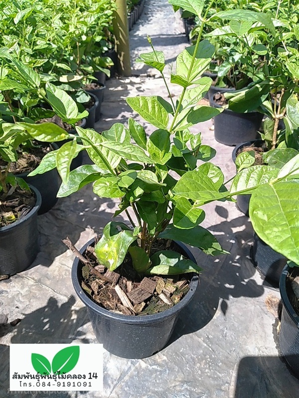 มะลิลา ต้นมะลิลา | สัมพันธุ์พันธุ์ไม้ คลอง 14 - ธัญบุรี ปทุมธานี
