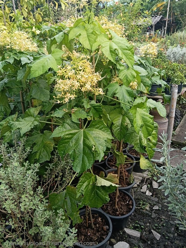 พนมสวรรค์เหลือง กระถาง 11 นิ้ว ต้นสวย (กทม) | Kiattisak Pailay - บางกอกน้อย กรุงเทพมหานคร