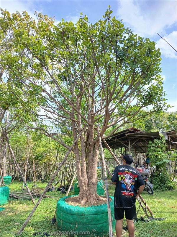 ต้นมั่งมี มั่งมีศรีสุข ขนาด16นิ้วสูง4.50เมตร  | ป้าแต๋ว พันธุ์ไม้ - แก่งคอย สระบุรี