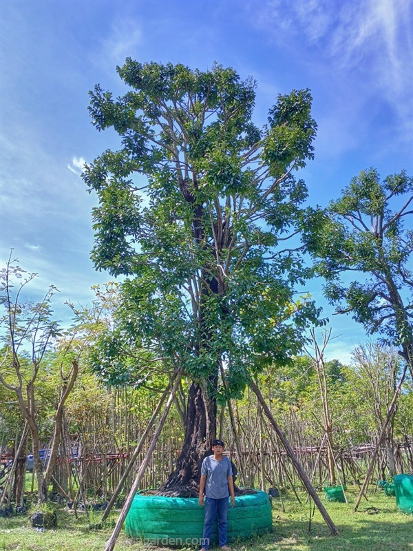 ต้นนางกวัก กวักเงินกวักทอง ไม้มงคลไมผลัดใบ | ป้าแต๋ว พันธุ์ไม้ - แก่งคอย สระบุรี