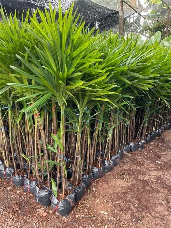 ต้นจั๋งเชียงใหม่ | สวนไผ่เลี้ยง - เมืองปราจีนบุรี ปราจีนบุรี