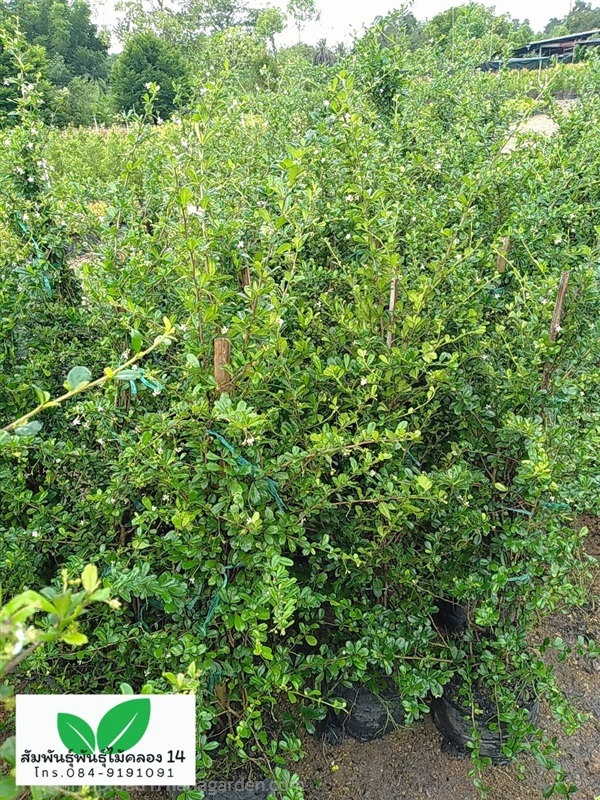 ชาแท่ง ชาดัด ชาฮกเกี้ยน | สัมพันธุ์พันธุ์ไม้ คลอง 14 - ธัญบุรี ปทุมธานี