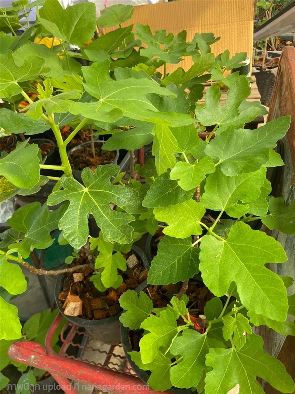 มะเดื่อฝรั่งอิรักกีั btm6 | มะเดื่อฝรั่งแอมมี่ ฟาร์ม - จังหาร ร้อยเอ็ด