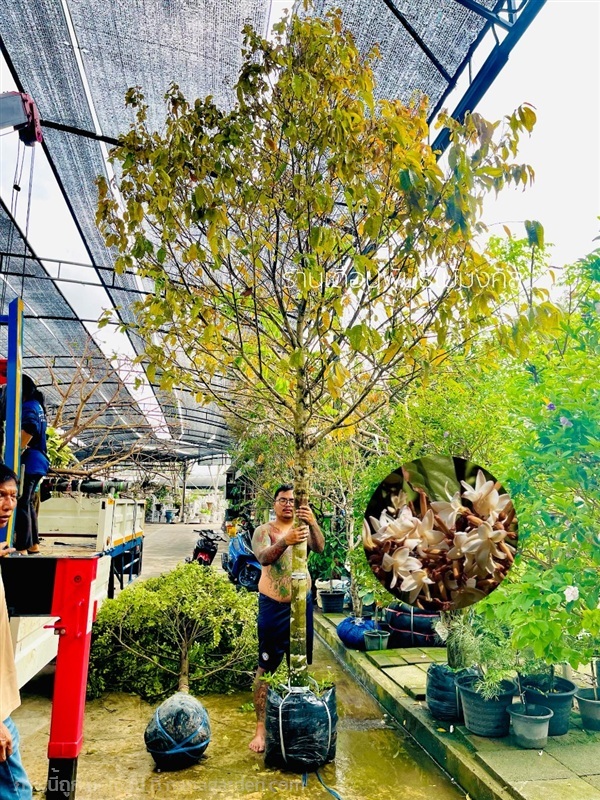 ต้นจันกระพ้อ | เดือนพันธุ์ไม้มงคล - บางใหญ่ นนทบุรี