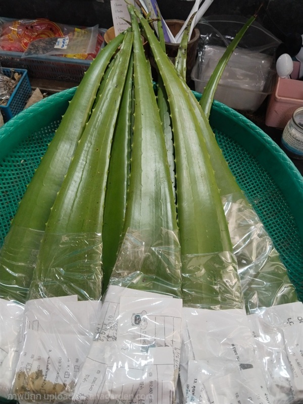 ว่านหางจระเข้ ขายใบสดสำหรับทำยา | เมล็ดพันธุ์ดี เกษตรวิถีไทย - เมืองระยอง ระยอง