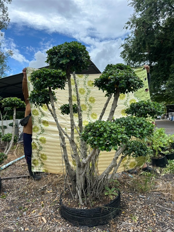 ช้อนเงินช้อนทอง | กอล์ฟพันธุ์ไม้ - เมืองนครนายก นครนายก