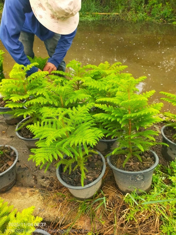 ต้นสนฉัตร | กอล์ฟพันธุ์ไม้ - เมืองนครนายก นครนายก