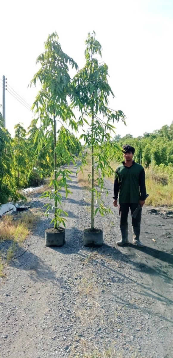 ต้นอโศกอินเดีย 3 เมตร | กอล์ฟพันธุ์ไม้ - เมืองนครนายก นครนายก