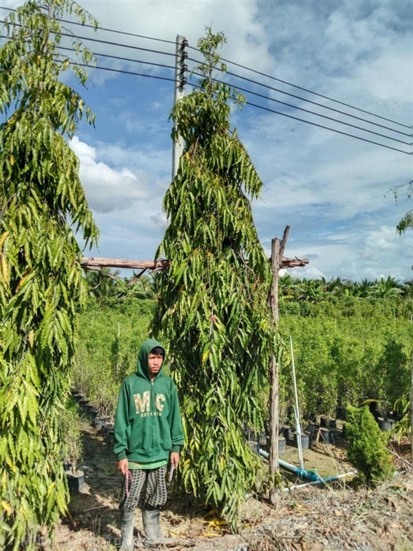 ต้นโศกอินเดีย 3.5-5 เมตร | กอล์ฟพันธุ์ไม้ - เมืองนครนายก นครนายก