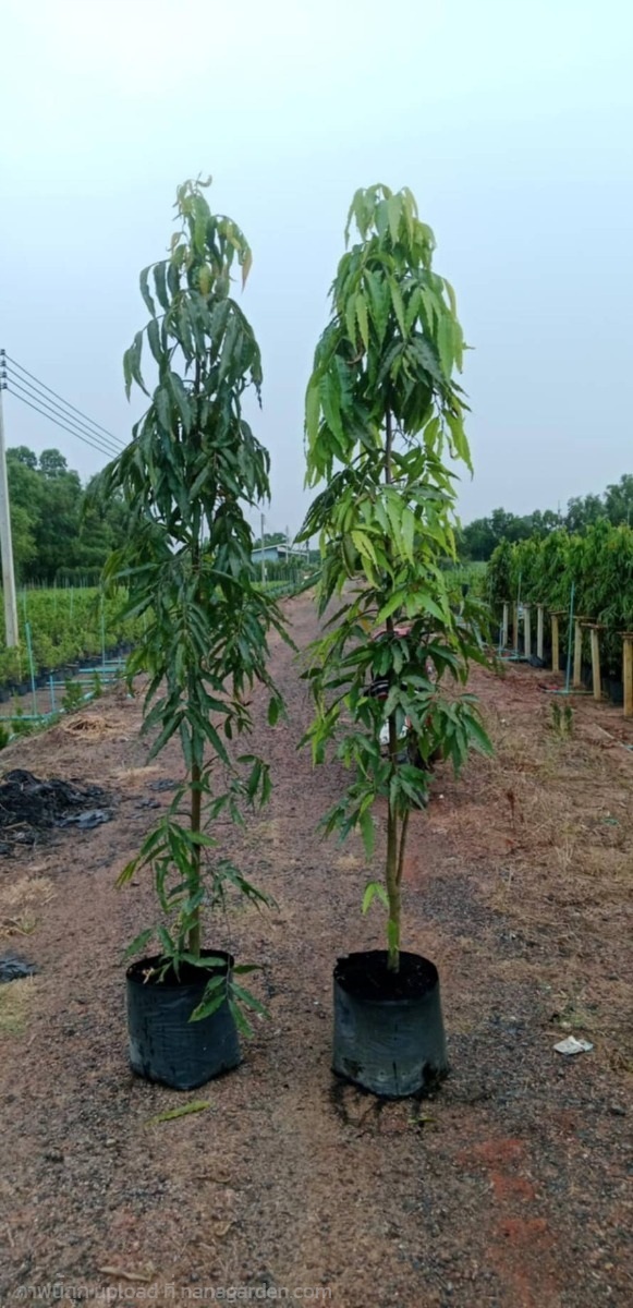 ต้นอโศกอินเดีย 2 เมตร | กอล์ฟพันธุ์ไม้ - เมืองนครนายก นครนายก