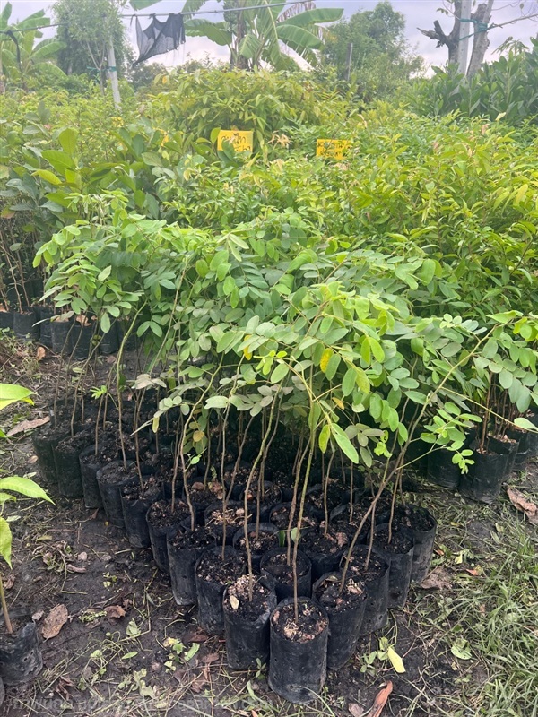 ต้นกัลปพฤกษ์ | สมบูรณ์จัดหาพันธ์ไม้ - หนองเสือ ปทุมธานี