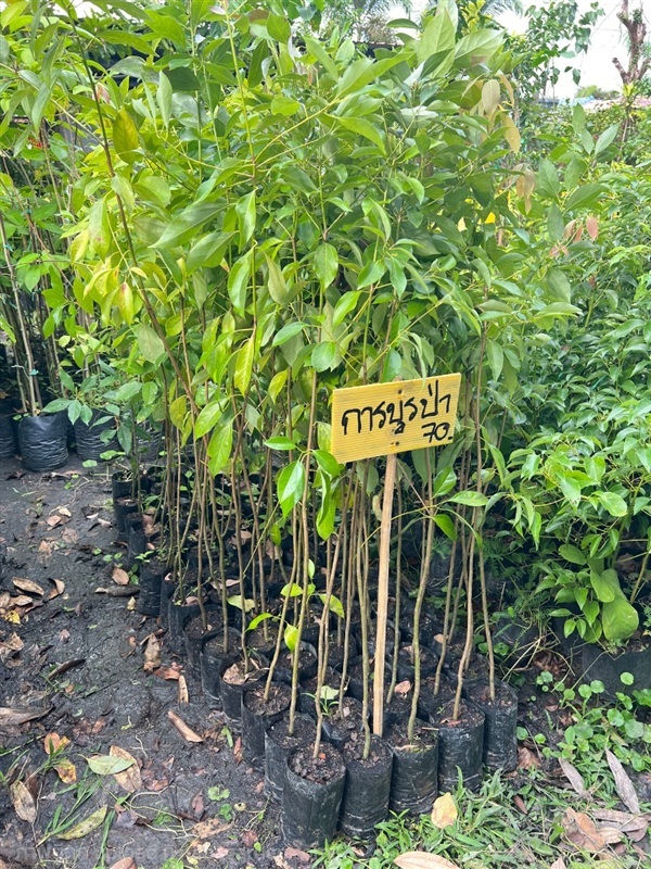 ต้นการบูรป่า | สมบูรณ์จัดหาพันธ์ไม้ - หนองเสือ ปทุมธานี