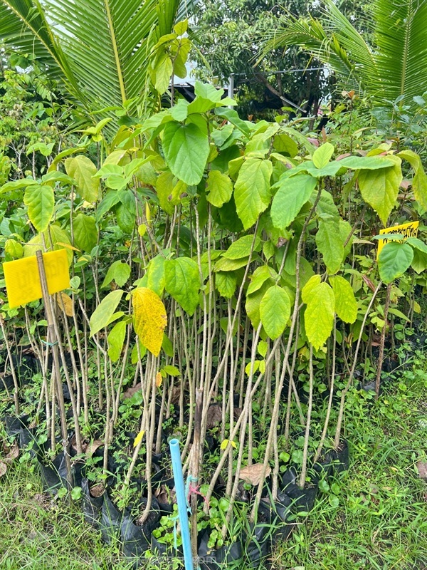 กล้าคอร์เดีย | สมบูรณ์จัดหาพันธ์ไม้ - หนองเสือ ปทุมธานี