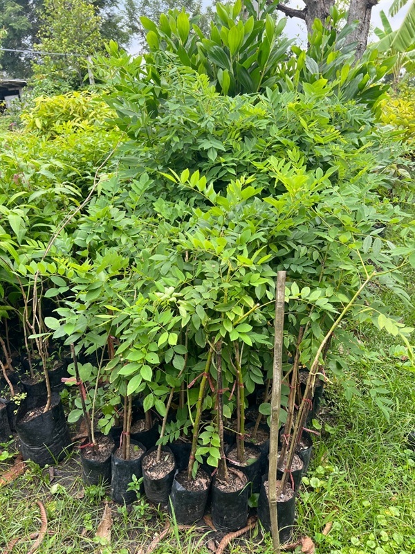 แคฝรั่งสีชมพู | สมบูรณ์จัดหาพันธ์ไม้ - หนองเสือ ปทุมธานี