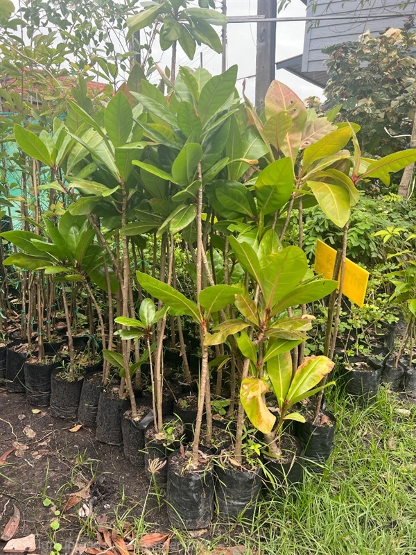 จิกทะเล | สมบูรณ์จัดหาพันธ์ไม้ - หนองเสือ ปทุมธานี