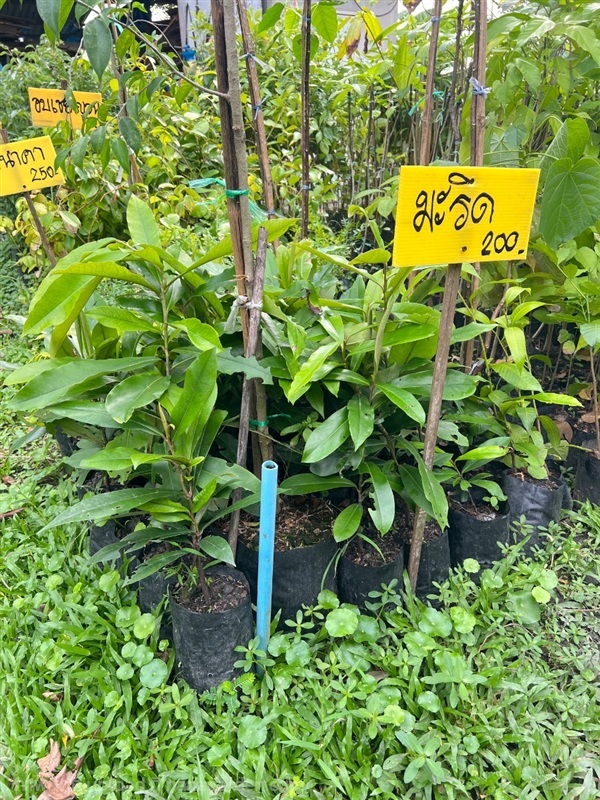 ต้นกล้ามะริด | สมบูรณ์จัดหาพันธ์ไม้ - หนองเสือ ปทุมธานี