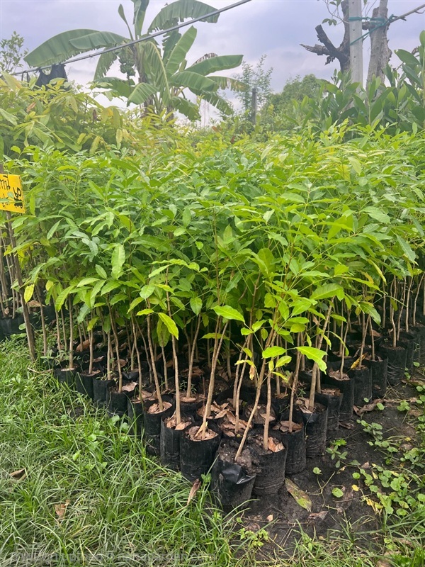 มะฮอกกานีฝรั่งเศส | สมบูรณ์จัดหาพันธ์ไม้ - หนองเสือ ปทุมธานี