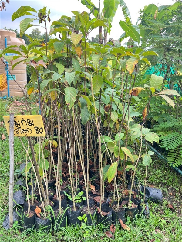 ต้นส้มกบหรือต้นอุโลก | สมบูรณ์จัดหาพันธ์ไม้ - หนองเสือ ปทุมธานี